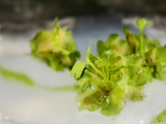 国家一级保护植物光叶蕨孢子培养取得成功