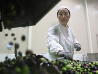 地中海舶来的“金果果”，榨出40亿元“油产业”