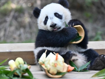 Giant panda cub moves to new home at Chimelong Park