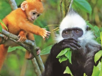 崇左市白头叶猴数量稳步攀升，带动生态旅游产业发展