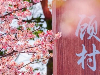 这波早樱，上海哪6个地方美出圈？