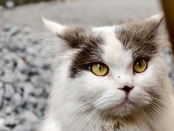 小米16 Pro小屏版重磅爆料Jayson资讯